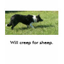 100_1369, Will creep for sheep. t-shirts