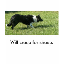 100_1369, Will creep for sheep. t-shirts by gforcetrish 100_1369, Will creep for sheep. t-shirts