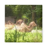 100_1373 - Camel - Magnet