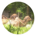 100_1373 - Camel Stickers by damarisj76 100_1373 - Camel Stickers