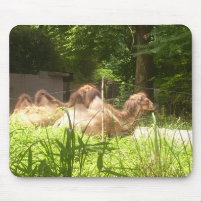 100_1373 - Camels - Mousepad by damarisj76