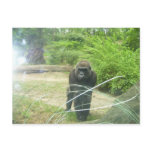 100_1405 - Gorilla Postcard