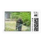 100_1405 - Gorilla Stamp