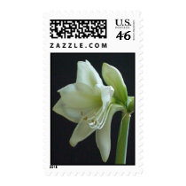 100_1561 Amaryllis 2007 Stamp