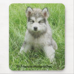 100_1796 - Copy, St Francis Malamutes Mouse Pad