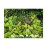 100_1805, I miss my mother! Postcards