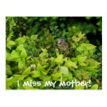 100_1805, I miss my mother! Postcards