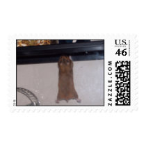 100_2655 - Super Hamster - Stamp by damarisj76 100_2655 - Super Hamster - Stamp