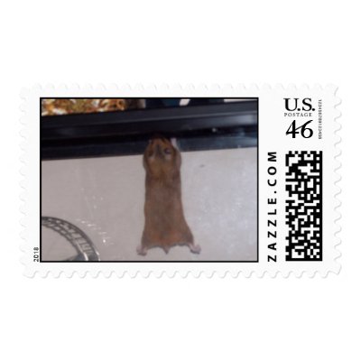 100_2655 - Super Hamster - Stamp by damarisj76