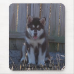 100_2932, St Francis Malamutes Mouse Pads
