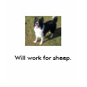100_3334, Will work for sheep. t-shirts by gforcetrish 100_3334, Will work for sheep. t-shirts
