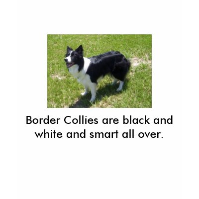 100_3405big, Border Collies are black and white... T-shirt by gforcetrish