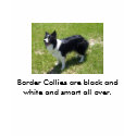 100_3405big, Border Collies are black and white... t-shirts