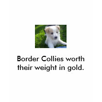 100_5345, Border Collies worth their weight in ... t-shirts