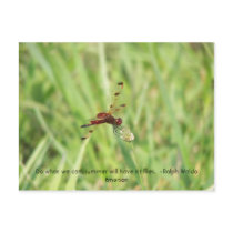 102_2274, Do what we can, summer will have its ... postcards by enithmesa 102_2274, Do what we can, summer will have its ... postcards