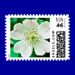 1048 WILD WHITE ROSE PETALS BLOSSOM FLOWER PHOTOGR stamps