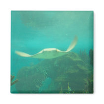 104_3660 - Sting Ray Magnet by damarisj76 104_3660 - Sting Ray Magnet