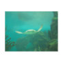 104_3660 - Sting Ray Postcard
