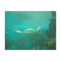 104_3660 - Sting Ray Postcard by damarisj76 104_3660 - Sting Ray Postcard