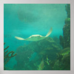 104_3660 - Sting Ray Poster