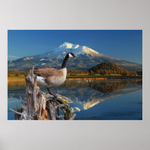 104 CANADA GOOSE ON THE LAKE (20X30) POSTERS