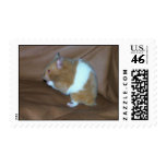 104 - Hamster Postage Stamp