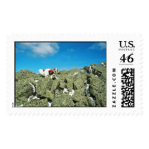 1071670-R2-024-10A-(8x12 sharp) postage