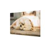 10 week old puppy rubbing its eyes stretched canvas prints