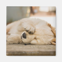 10 week old puppy rubbing its eyes refrigerator magnets