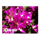 110, Oahu Post Card