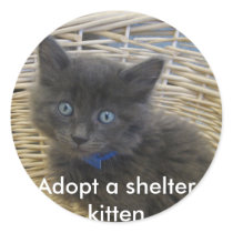 112907 petfinder 028, Adopt a shelter kitten Sticker