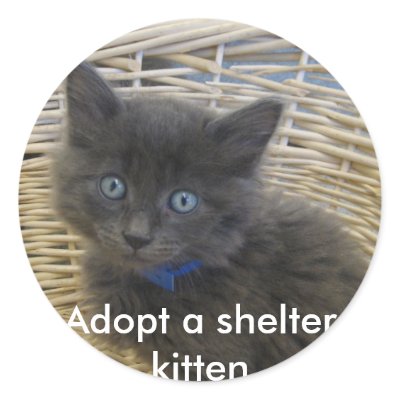 112907 petfinder 028, Adopt a shelter kitten Sticker by okcshelter