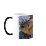 11 oz. Morphing Sunfish Mug