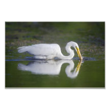 11 x 14 Great Egret Catching Fish Photograph