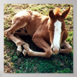 11x11 Baby foal Poster Horse posters