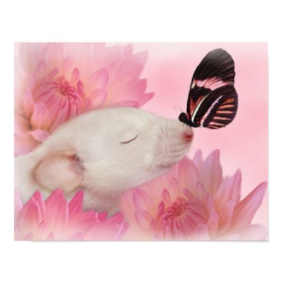 11x14 Butterfly Kisses matte canvas Posters by Mel669