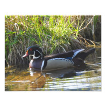 11X14 Wood Duck Art Photo