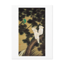 12. 老松鸚鵡図, 若冲 Pine-tree & Parrot, Jakuchū Post Card