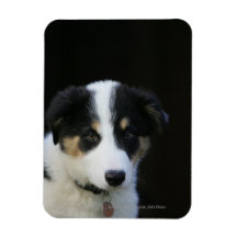 12 Week Old Border Collie Puppy Magnets