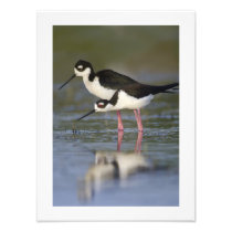 12 x 16 Black-necked Stilts Photographic Print