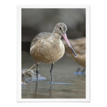 12 x 16 Marbled Godwit Photo Print