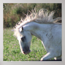 12x12 poster, Appaloosa running through clover