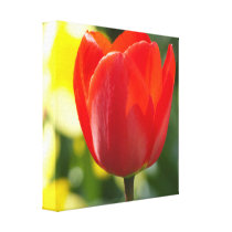 12x12" Red Tulip Wrapped Canvas