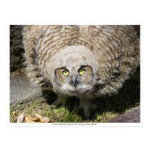 13 week old Great Horned Owl posters