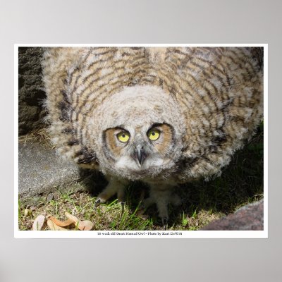 13 week old Great Horned Owl Poster by phexus