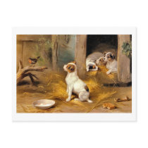 13a The Puppies postcards