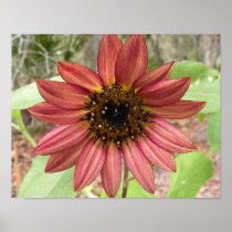 14" x 11" Poster