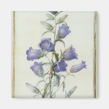 15:Campanula: Medium  1787 Magnets