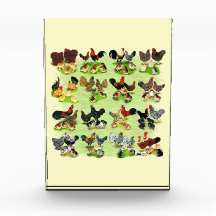 16 Chicken Families Awards