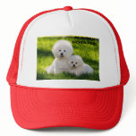 16, DE ISHBILIA BICHON FRISE HATS
